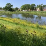 Photo of a large pond surrounded by flower-filled meadow, and houses beyond