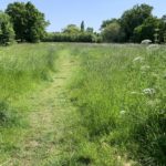 Photo of a grassy path running through a green meadow