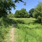 Photo of a rough path running through a green meadow, with shrubs either side and taller trees in the distance