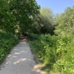 Photo of the shady path that goes around the lake.