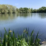 Photo of a large fishing lake surrounded by willows and other trees. Yellow iris flowers in the foreground.