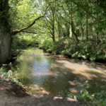 Photo of a shady river, trees either side. A bare area of bank allows dogs to enter the river.