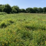 Photo of a flower-filled meadow.