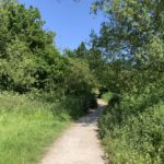 Photo of a surfaced path passing large trees at the edge of a meadow.