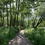 Photo of a shady woodland path with a small bridge. The bridge has a slight incline to get onto it.