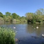 Photo of a large pond surrounded by trees. There are swans and ducks on the pond