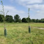 Photo of wide open meadow. Two newly planted trees in the foreground.