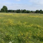 Photo of flower-filled meadow. Lots of yellow buttercups.