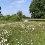 Photo of flower-filled meadow. Lots of white daisies. Mature oak tree and hedgerow.