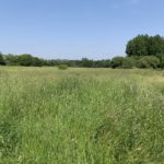 Photo of a wide expanse of green meadow.