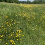 Photo of the buttercups. A sea of yellow!