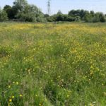 Photo of a flower-filled meadow. Yellow with buttercups!