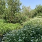 Photo of the River Blackwater from the bridge near the entrance. Very lush with vegetation.