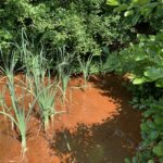 Photo of a stream taken from a bridge. The water looks thick and rust-red.