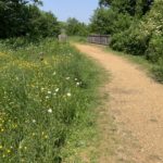 Photo of the gravelly path leading to a wide bridge. Wildflowers either side.