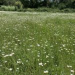 Photo of a pretty field of white daisies.