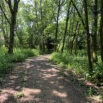 Photo of a shady wooded section of path.