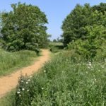 Photo of part of the pathway, leading through pretty trees and meadows.