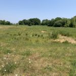 Photo of a wide expanse of dry meadow. Bare ground suggests this might be wet in winter.