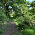 Photo of a pathway under the shade of tall trees.