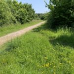 Photo of a surfaced path through a green meadow.