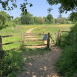 Photo taken from the woodland, looking out to a meadow.