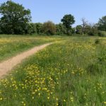 Photo of a meadow filled with yellow buttercups.