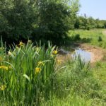 Photo of yellow iris flowering beside a small pond.