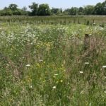 Photo of a green meadow with lots of flowers like buttercups and ox-eye daisies