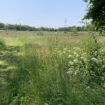 Photo of a view through to a green meadow.