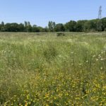 Photo of a green meadow with lots of flowers like buttercups and ox-eye daisies