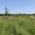 Photo of a green meadow with 3 newly planted trees protected by wooden fencing