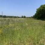 Photo of a green meadow with lots of flowers like buttercups and ox-eye daisies and two people are walking their dogs.