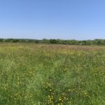 Photo of a large flower-filled meadow.