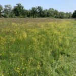 Photo of a small path along the edge of a flower-filled meadow.