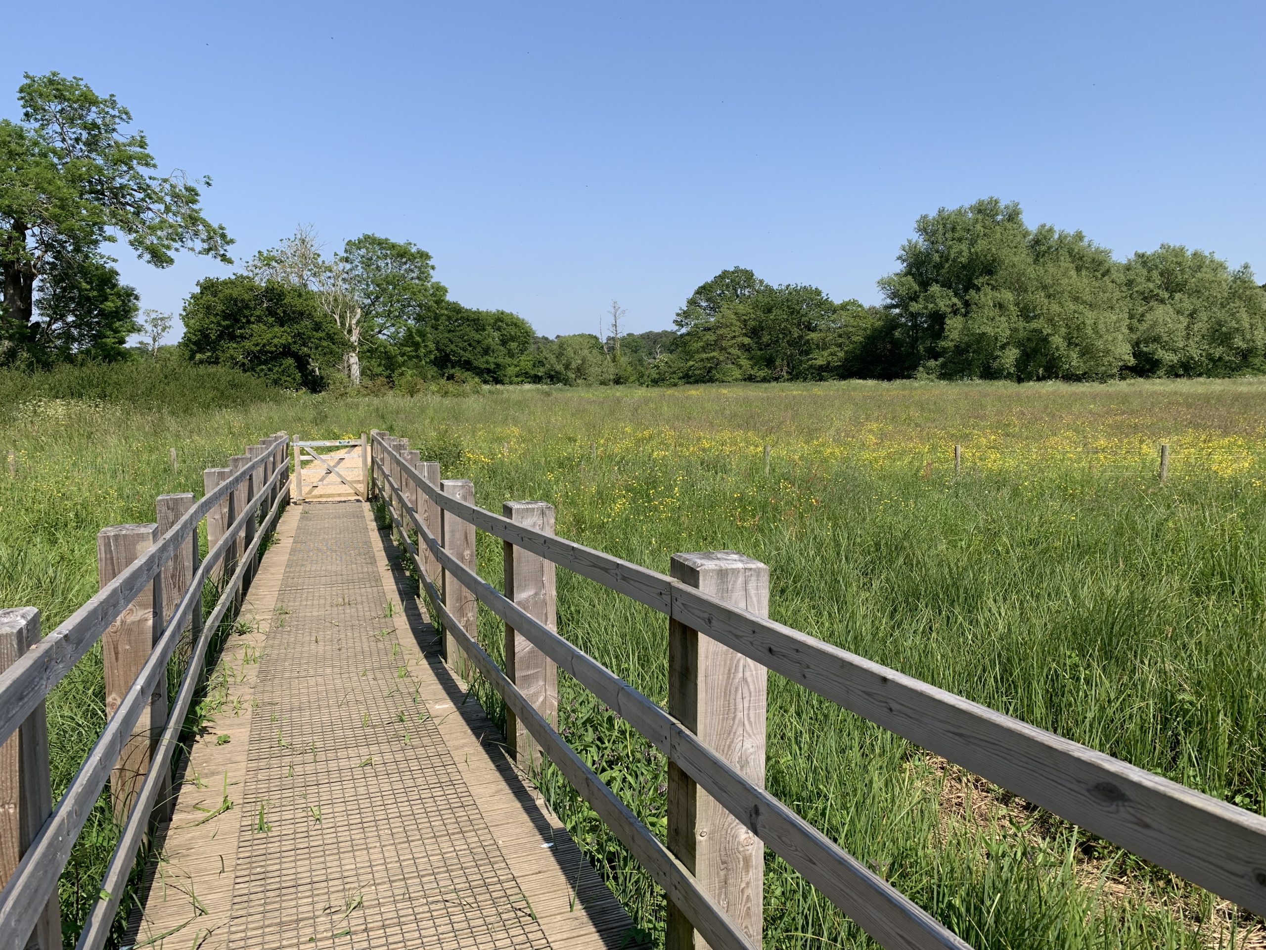 Photo of a boardwalk entering a flower-filled meadow.