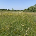 Photo of a flower-filled meadow.