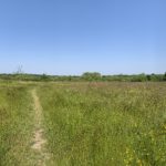 Panoramic photo of a large flower-filled meadow.