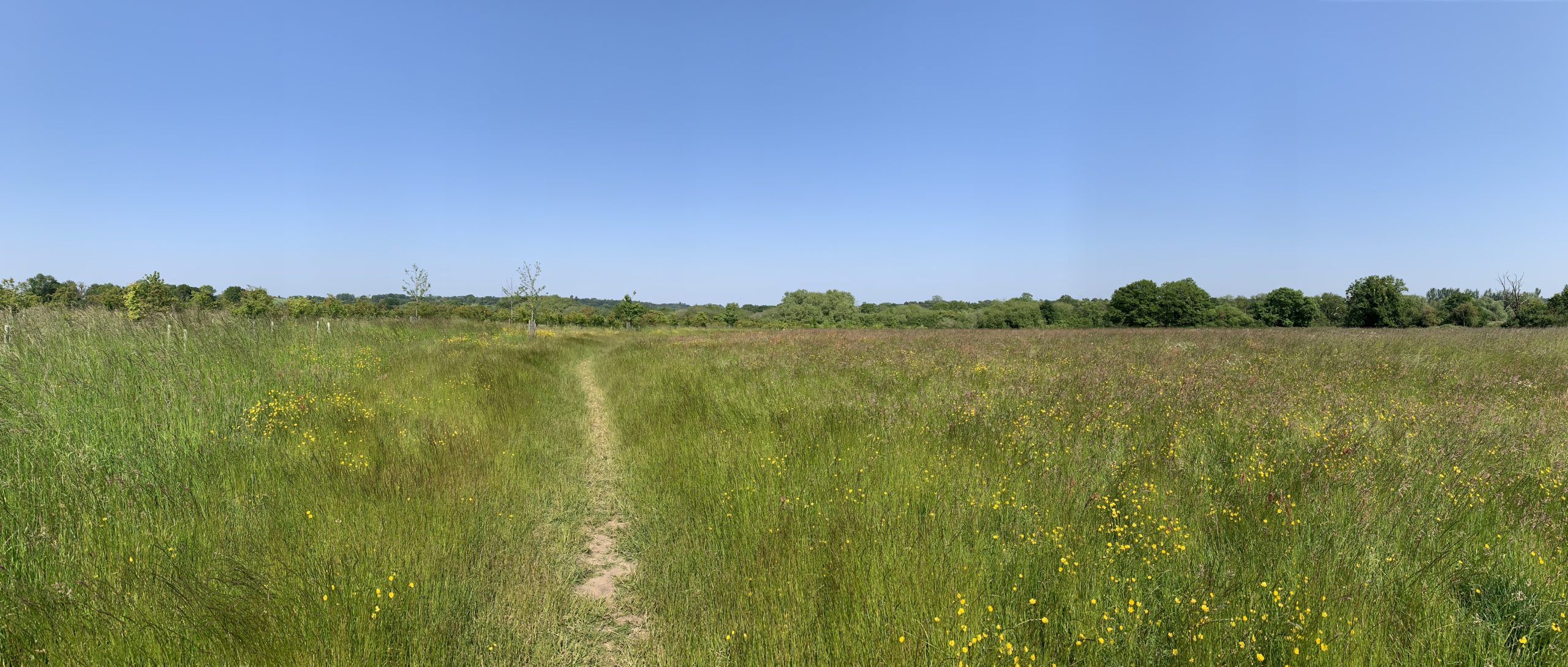 Panoramic photo of a large flower-filled meadow.