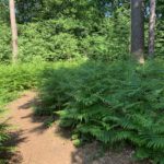 Photo of a small woodland path, with bright green Bracken either side