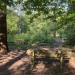 Photo of a shady bench looking out into a clearing in the woodland