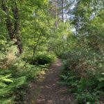 Photo of a shady woodland walk