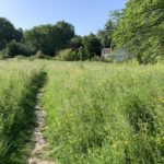 Photo of a small wildflower meadow area in the the sunshine