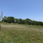 Photo of a the meadow filled with white-flowering Ox Eye Daisies