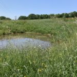 Photo of a small pond set in a meadow.