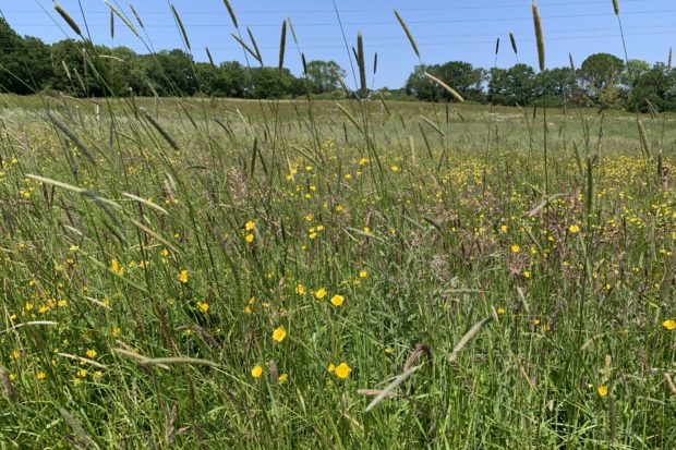 Photo of long meadow grass and yellow buttercups.