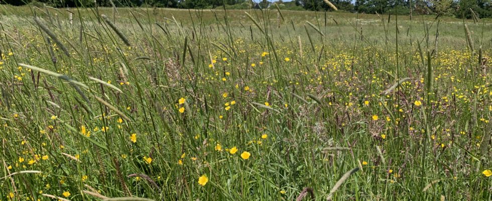 Photo of long meadow grass and yellow buttercups.