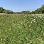 Photo of the green meadow. Long grass. Surrounded by trees and hedges.