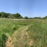 Panoramic photo emphasising the large expanse of meadow. Mown path.