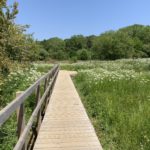 Photo of a wooden boardwalk in a meadow full of white flowering umbellifers.